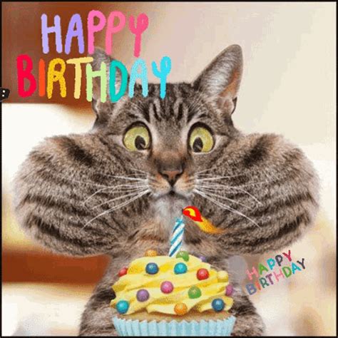 animated cat birthday gifs